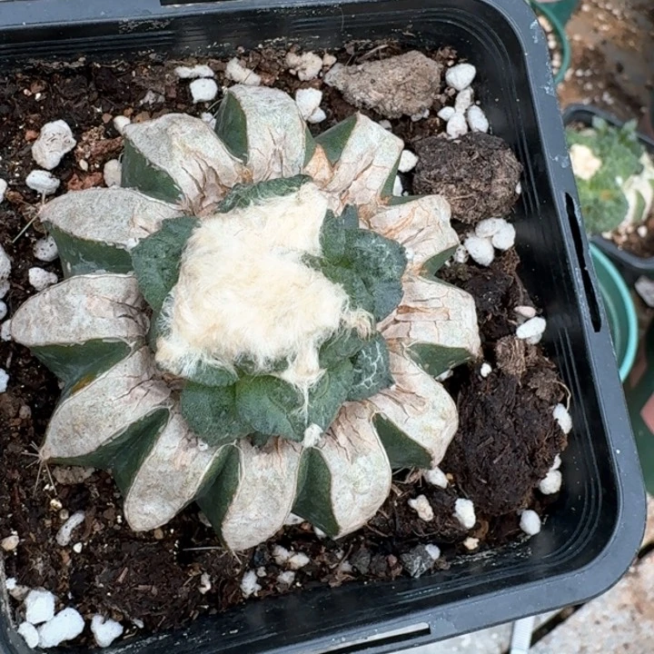 449苗接哥斯拉牡丹仙人球