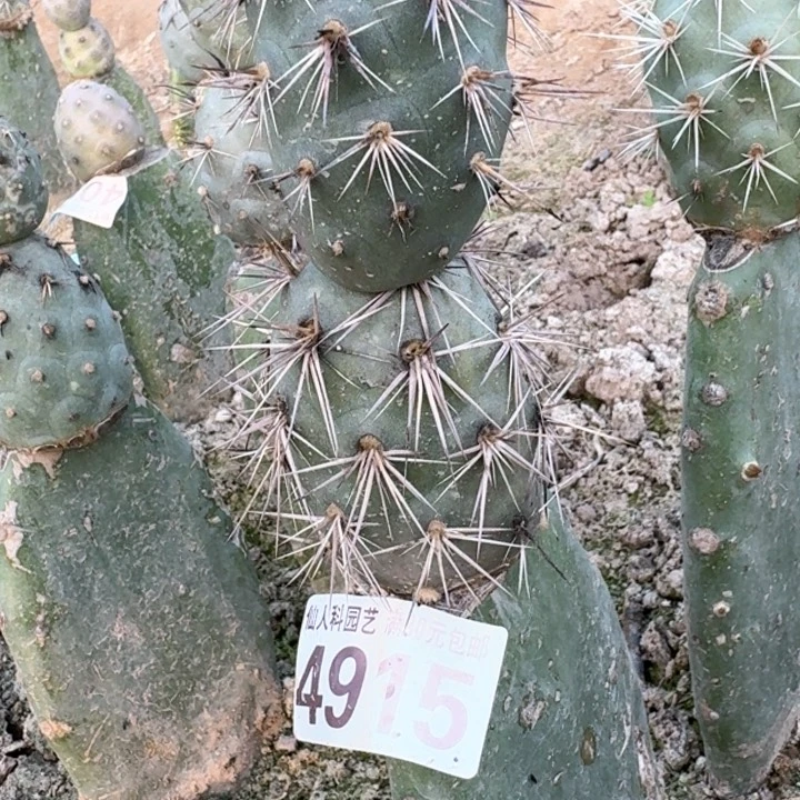 4915灰刺巨习仙人球