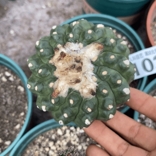 102福利甲兜仙人球