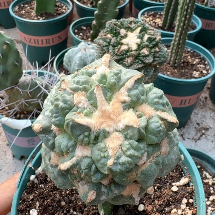 492苗接勾尤怒涛牡丹仙人球