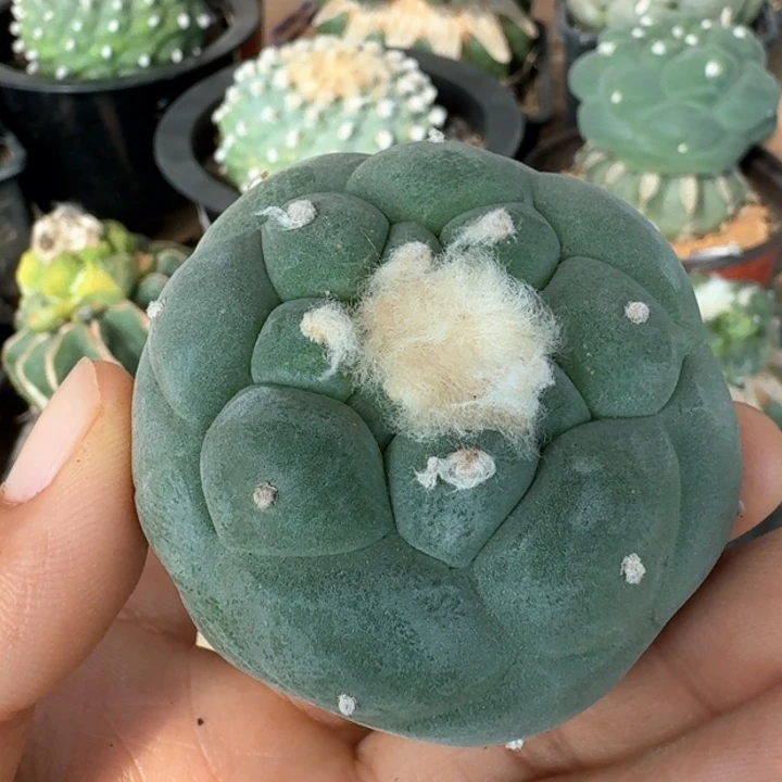 4581福利超大尤仙仙人球