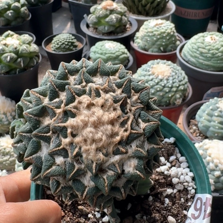 446苗接盾牌黑牡丹仙人球