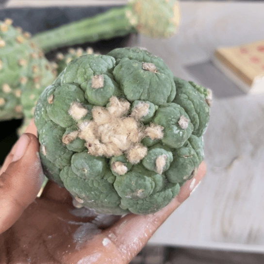 0215福利皱优仙有瑕疵仙人球