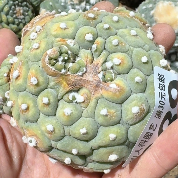 福利自根佛头389