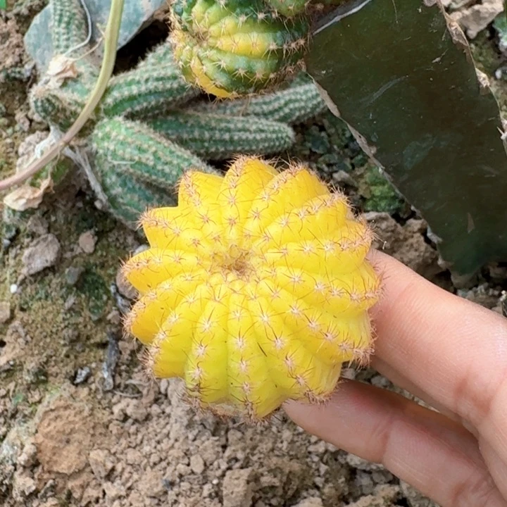 福利丽花锦仙人球