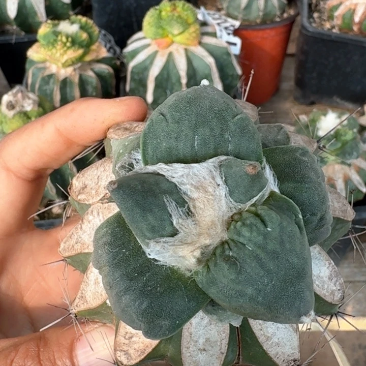 4500村主怒涛牡丹仙人球