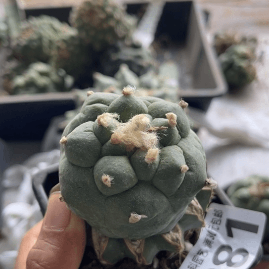 281苗接大优仙仙人球