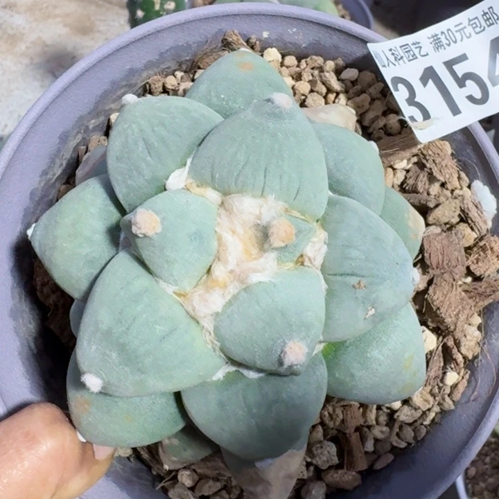 3154实生达摩青瓷牡丹仙人球