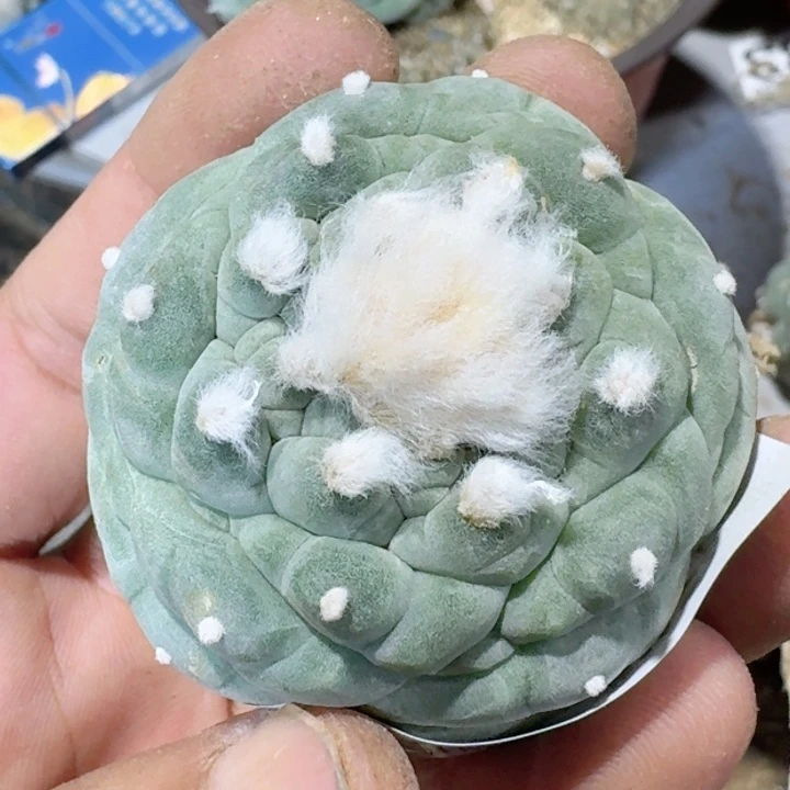 福利嫁接大油196
