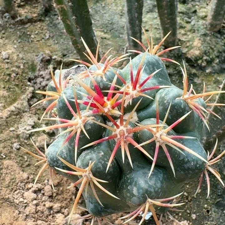 4449苗接段刺大红鹰仙人球