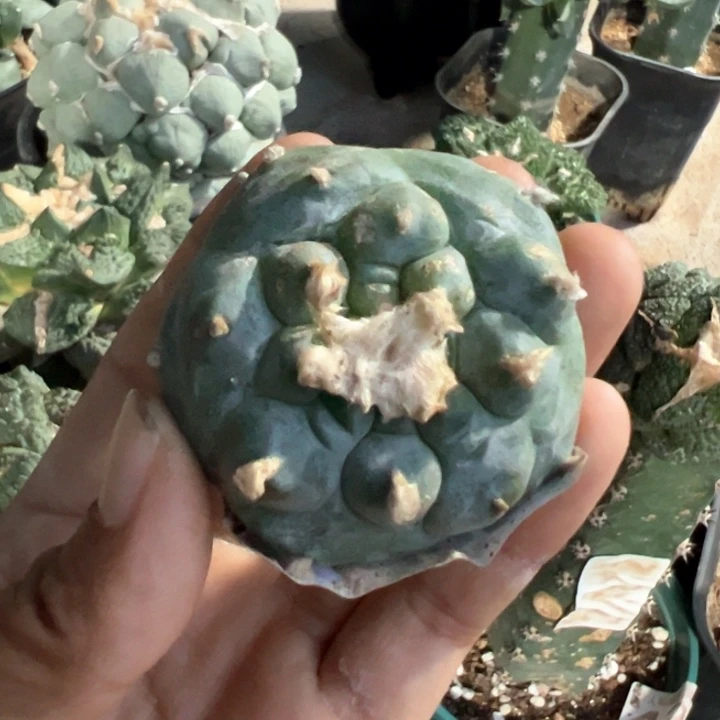 645自根阶梯肋骨仙仙人球