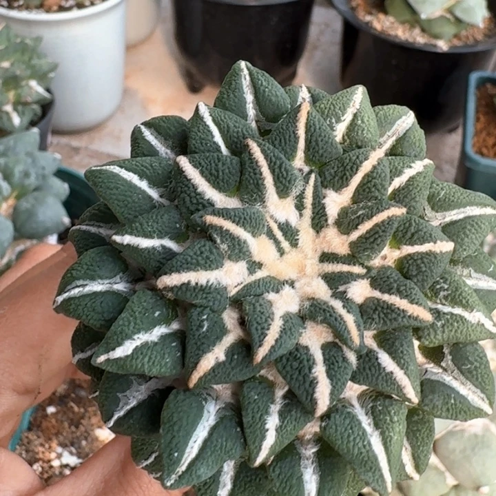 苗接盾牌黑牡丹仙人球