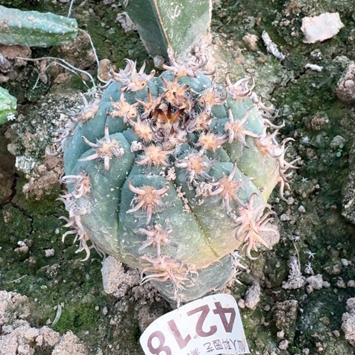 4218苗接强刺猫爪仙人球