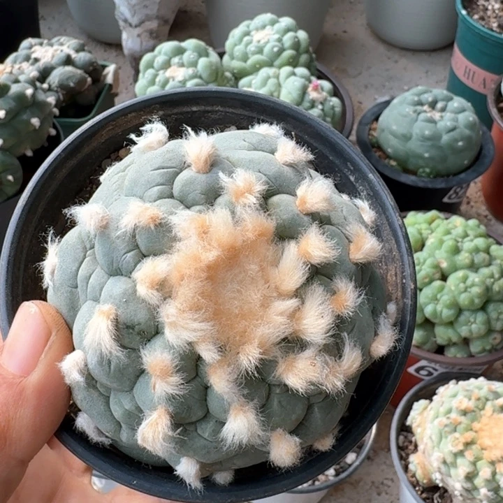 469自根长毛白肌大尤仙仙人球