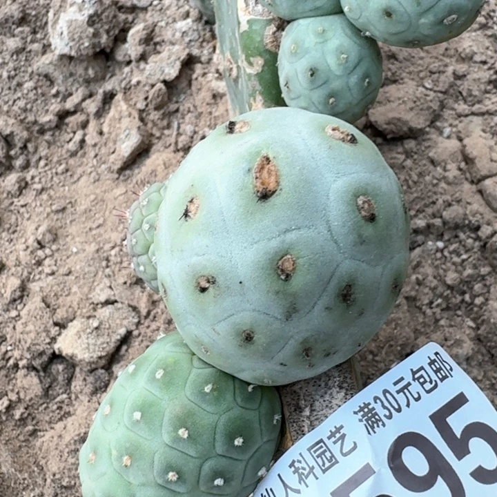 4595白皮洞洞习仙人球