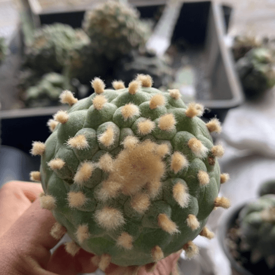 4991福利金毛佛头仙微瑕疵仙人球