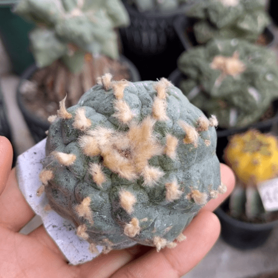 290落地阶梯肋骨仙没根仙人球