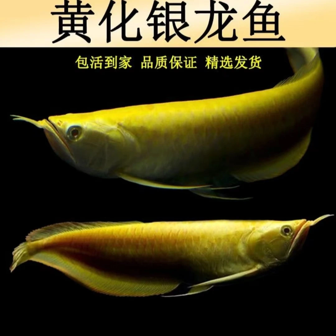 黄化银龙观赏鱼活体招财鱼高端龙鱼配鱼红色稀有饲养混养中大型