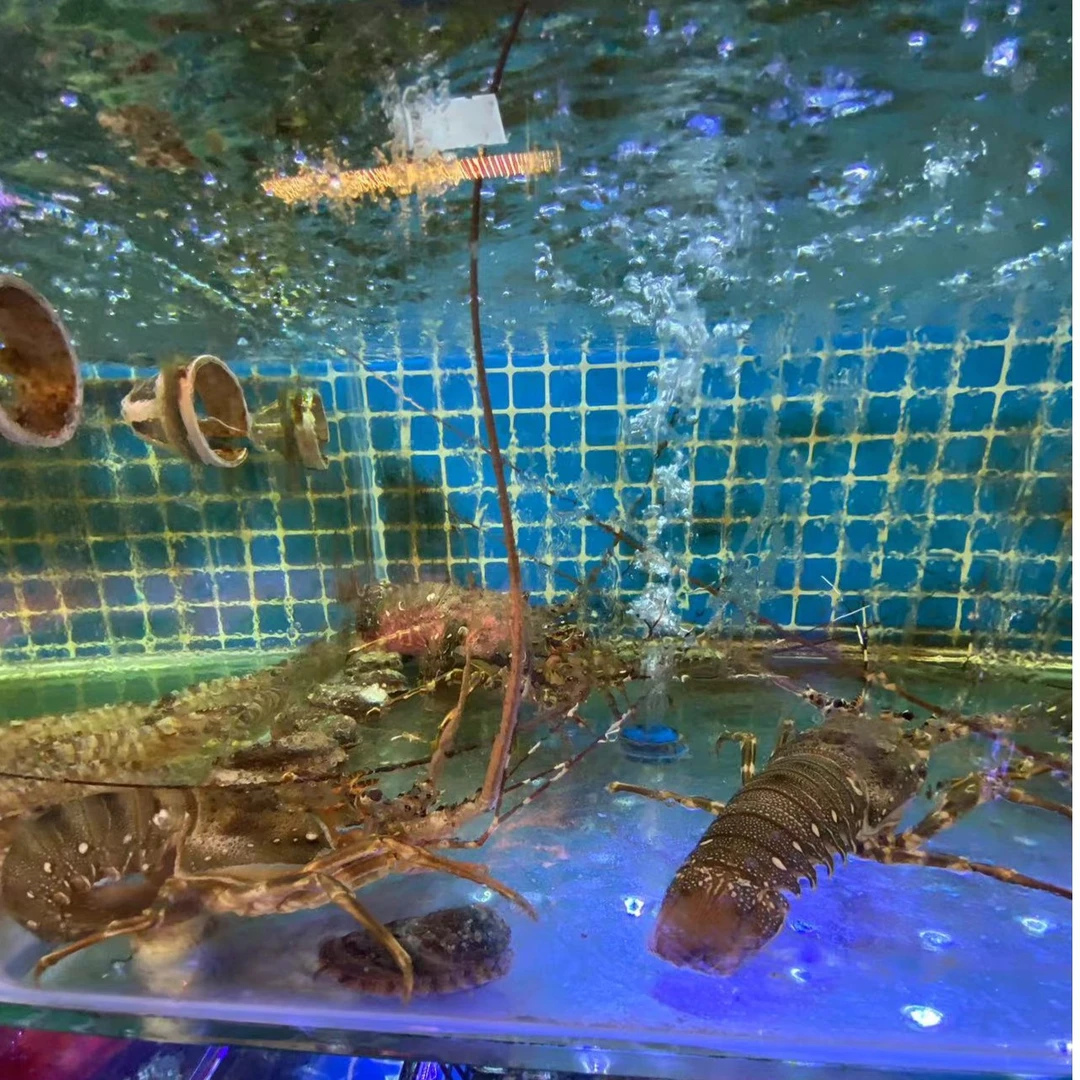 小青龙【88元一只壳薄肉多】