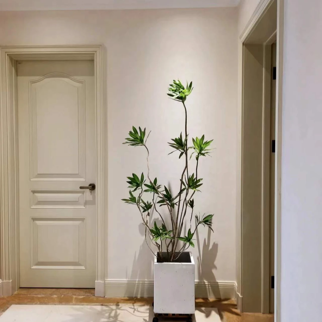 金心百合竹 大盆栽室内好养植物北欧风大型客厅办公室美观简单8.