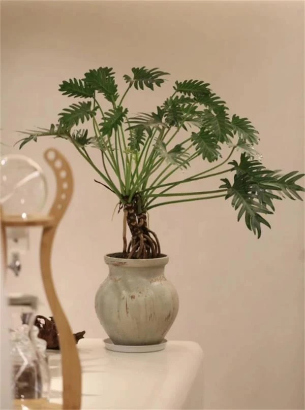 小天使蔓绿绒四季常青好养桌面观叶绿植盆景仅供直播间一物一拍