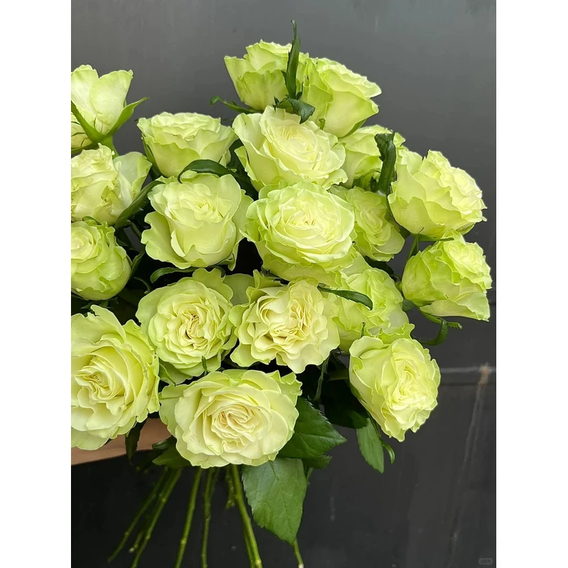 【探花甄选】小乔小众单头玫瑰 云南基地直发 两单起发 顺丰冷链