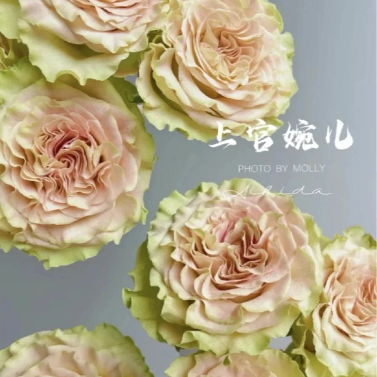 【半岛花园】上官婉儿 单头玫瑰  云南基地直发 购满两单发顺丰