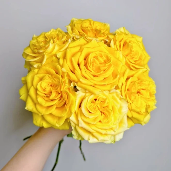 【探花甄选】浪漫沙滩玫瑰 云南基地直发 两单顺丰冷链 卖花