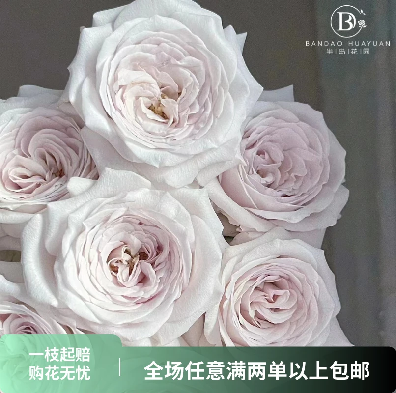 【半岛精选】银色衬裙 稀有玫瑰云南高品质鲜切花全场一单包邮