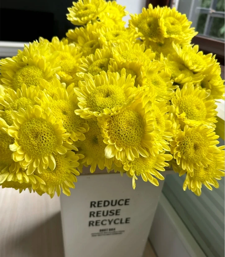 【半岛花园】瑞黄小雏菊 任意两单或以上包邮发货鲜切花