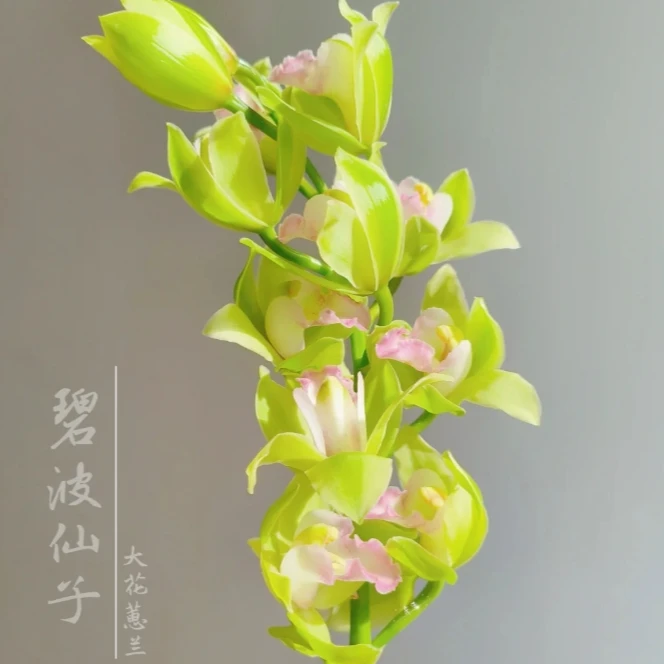 【探花甄选】碧波仙子 大花蕙兰切花 云南直发 两单顺丰冷链