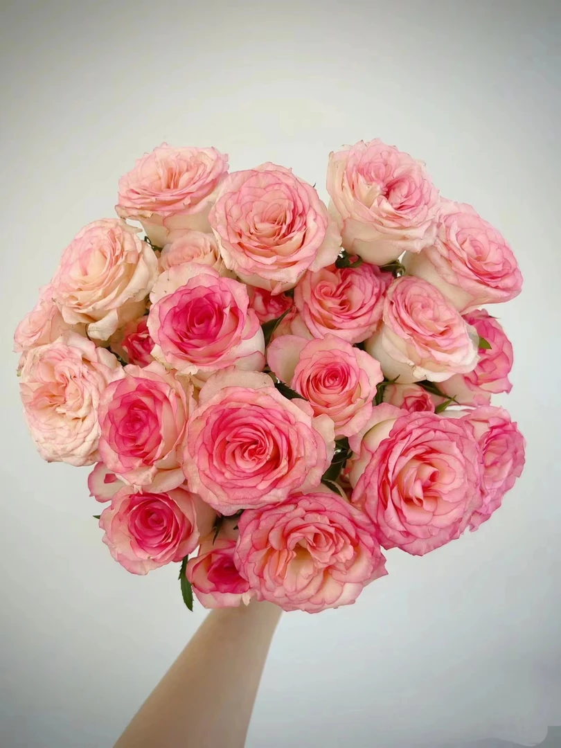 【半岛精选】多头艾莎 多头玫瑰云南高品质鲜切花全场一单包邮