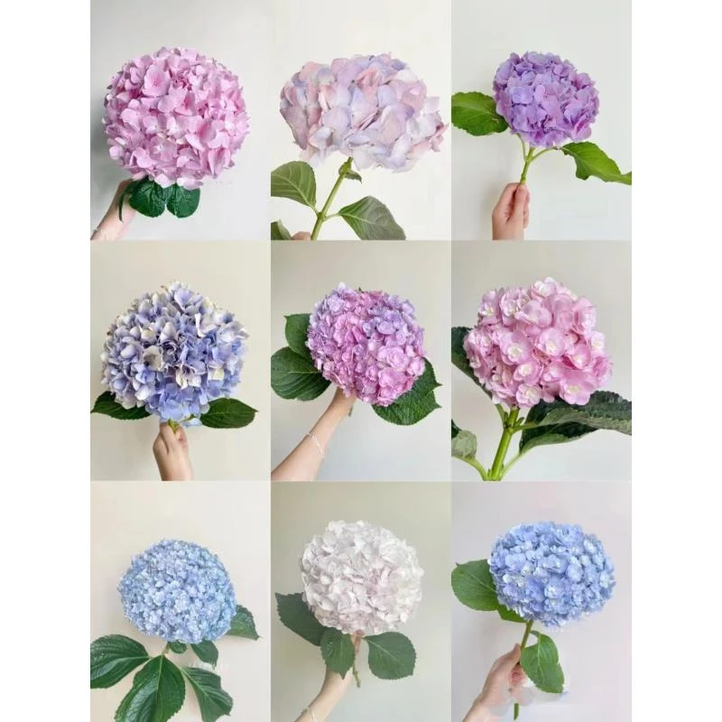 【半岛精选】绣球花 任意两单或以上包邮发货云南鲜切花
