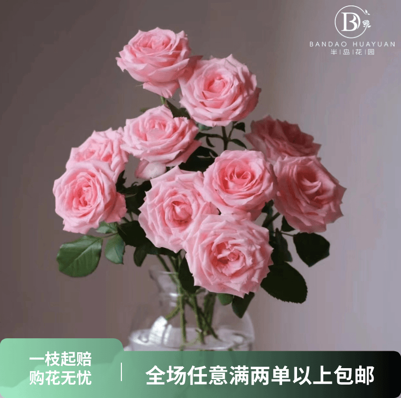 【浪漫七夕】戴安娜 粉玫瑰任意2单或以上包邮发货鲜切花