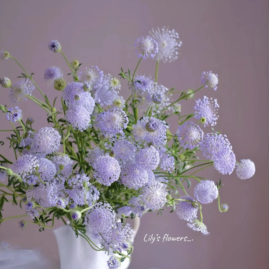 【探花甄选】翠珠草花 百花齐放舞动的精灵 店铺任浪漫