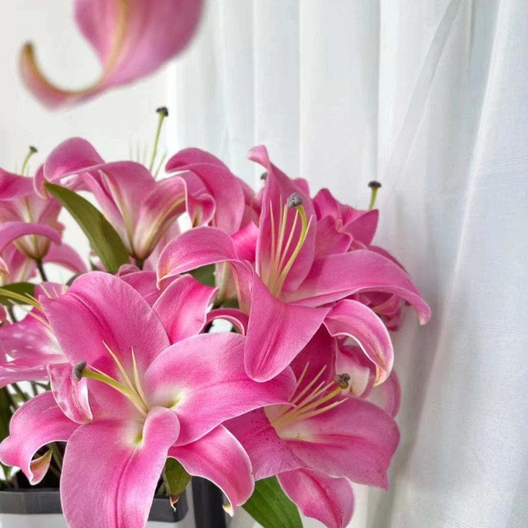 【探花甄选】罗宾百合花卉 店铺任意两单起发 产浪漫七夕礼