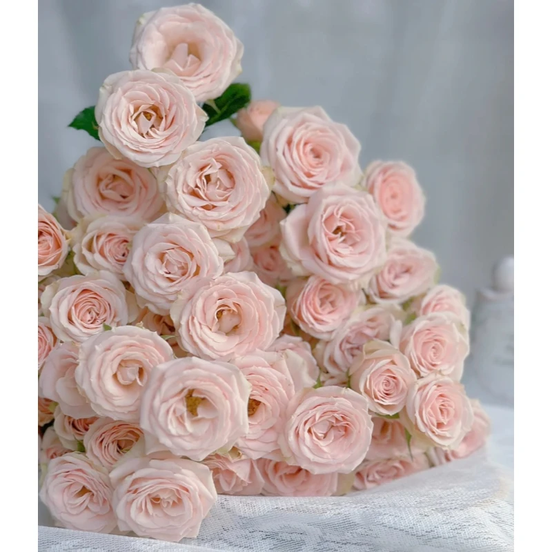 【探花甄选】诺诺公主稀有小众玫瑰 云南基地直发 两单起发顺丰冷链