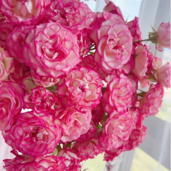 【探花甄选】妃色罗衣 A级玫瑰  云南基地直发  两单顺丰冷链