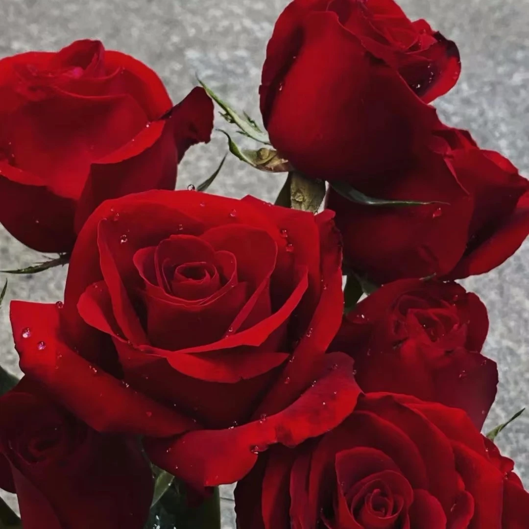 【探花甄选】卡罗拉玫瑰  云南基地直发  店内购满两单起发顺丰冷链