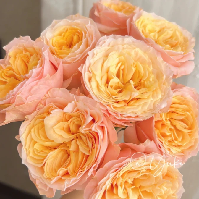 【探花甄选】入梦  A级单头玫瑰 云南直发 两单顺丰冷链 卖花