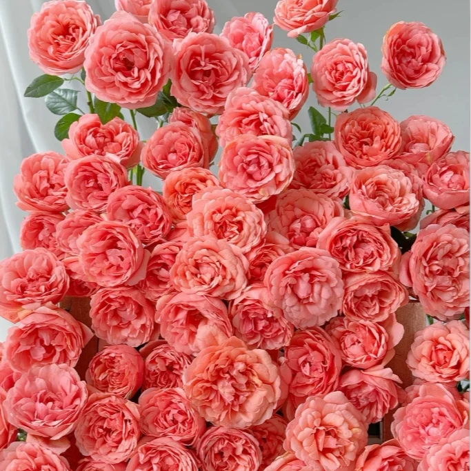 【探花甄选】桃红果汁 稀有玫瑰 云南基地直发 两单顺丰冷链