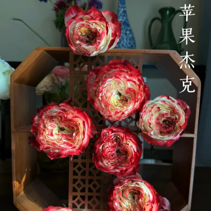 【半岛精选】（微铁头）苹果杰克 高品质单头玫瑰2单或以上包邮发货