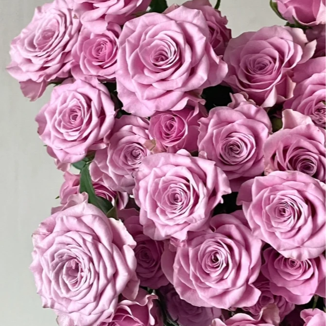 【探花甄选】诺拉 A级多头玫瑰 云南基地直发 两单顺丰冷链