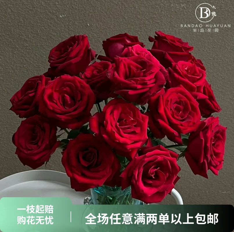 【半岛精选】带网套醒花 情人鲜花 卡罗拉 单头红玫瑰