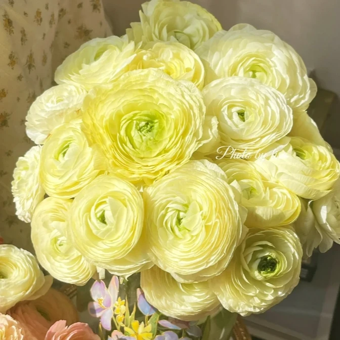 【探花甄选】奶油黄洋牡丹 应季花材 云南基地直发 两单顺丰冷链