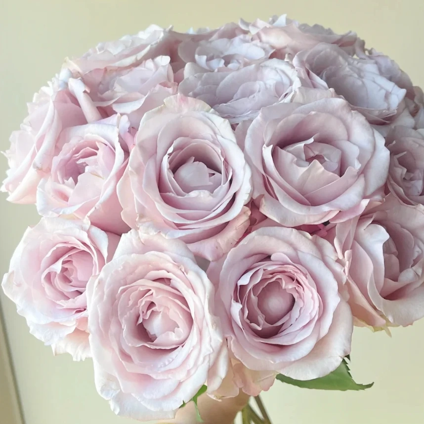 【探花甄选】 朵拉 A级玫瑰 云南高品质鲜花  两单顺丰冷链