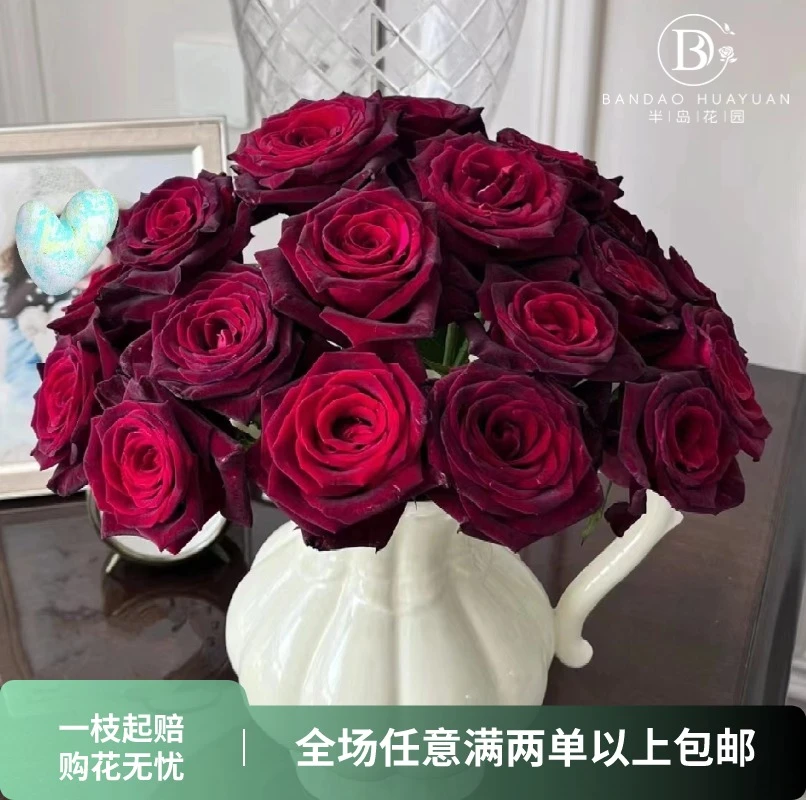 【半岛精选】黑巴克 稀有玫瑰云南高品质鲜切花全场一单包邮