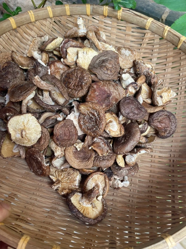 香菇（云南野生菌煲汤爆炒百搭A级）