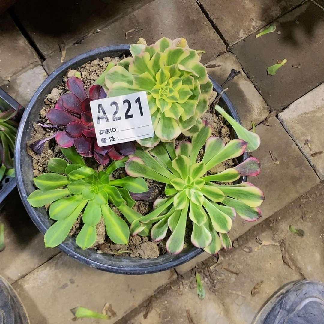 多肉植物法师锦砍头苗系列