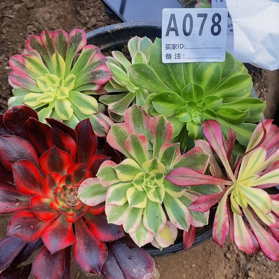 多肉植物法师锦砍头苗组合